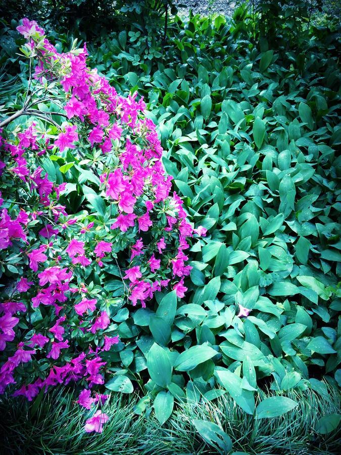 Green House Hotel ลาโกเดคี ภายนอก รูปภาพ